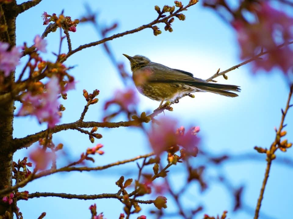 鳥　桜