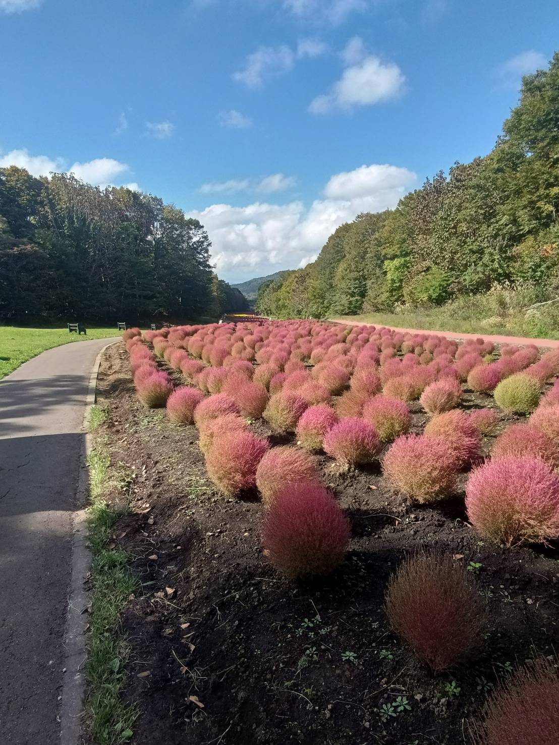 秋　紅葉