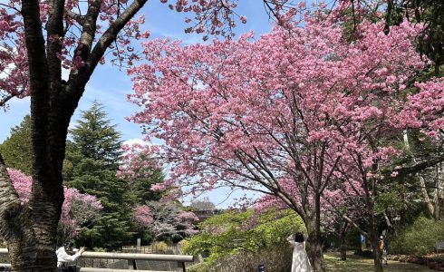 昭和記念公園