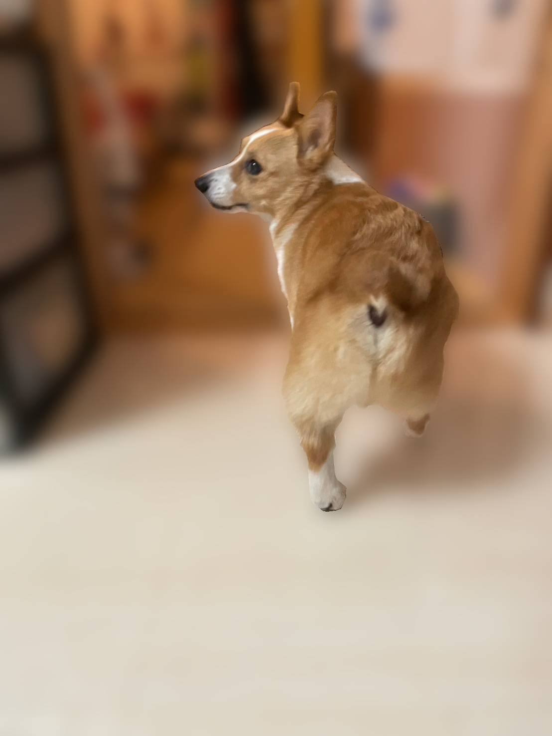 うみせんぱい