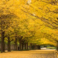 昭和記念公園　秋の夜散歩イベント