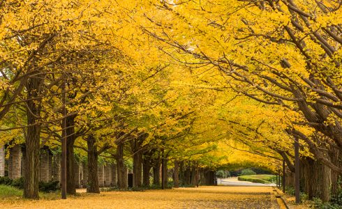 昭和記念公園　秋の夜散歩イベント