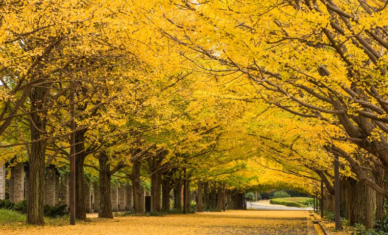 昭和記念公園　秋の夜散歩イベント