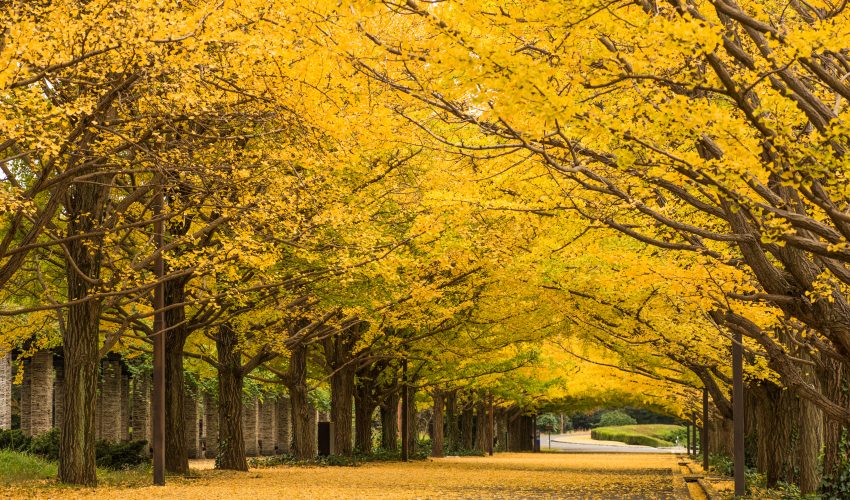 昭和記念公園　秋の夜散歩イベント