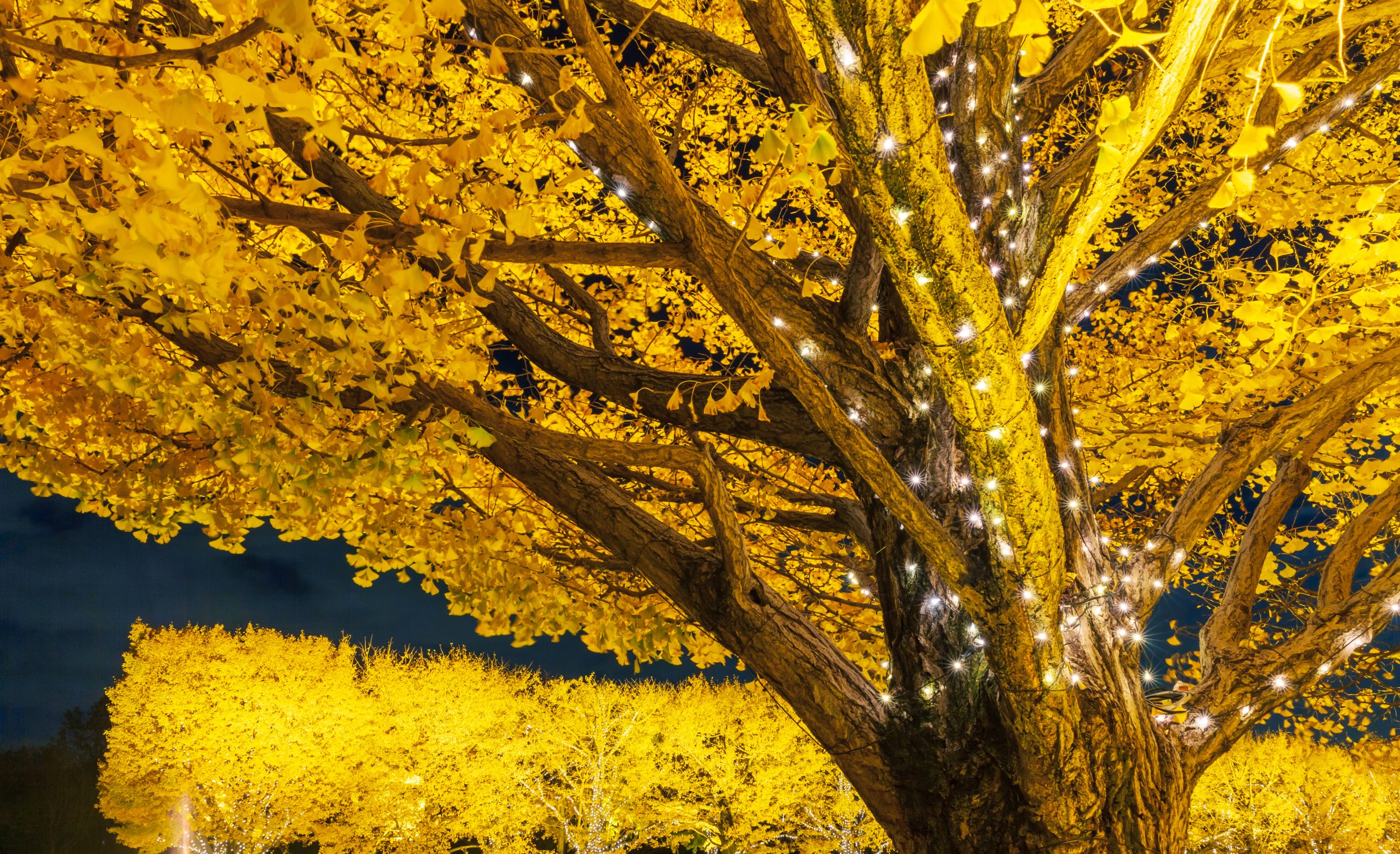 昭和記念公園　秋の夜散歩イベント