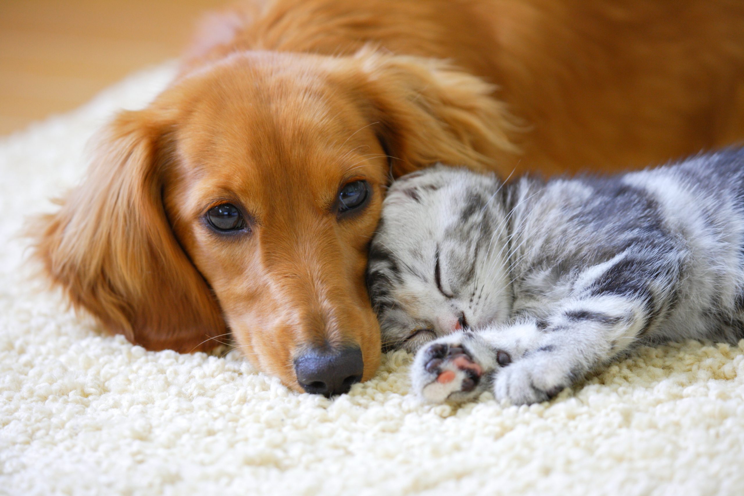 ペット　相談会