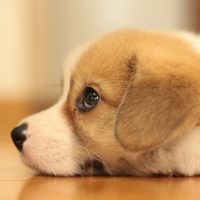 ペット　施工事例