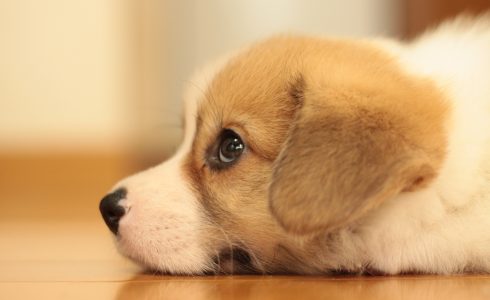 ペット　施工事例