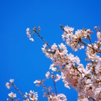 春　桜