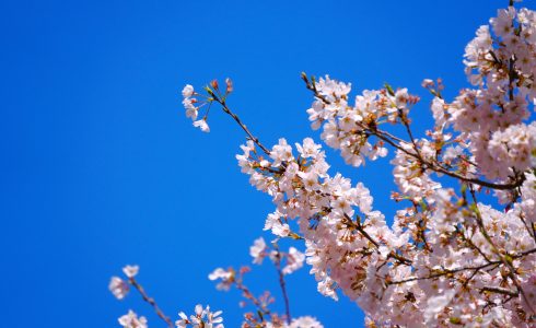 春　桜