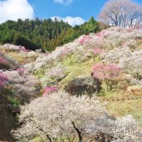 観梅市民まつり　青梅